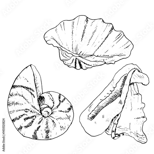Clam shell cassis cornuta, round nautilus and pearl oystercatcher, black and white sketch. Marine vector illustration. Set is shell of the underwater world of the ocean, isolated on white background