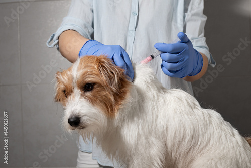 Jack Russell getting injection in scruff
