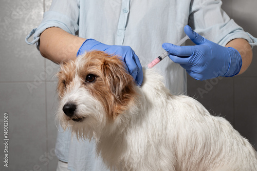 Dog vaccination in neck area