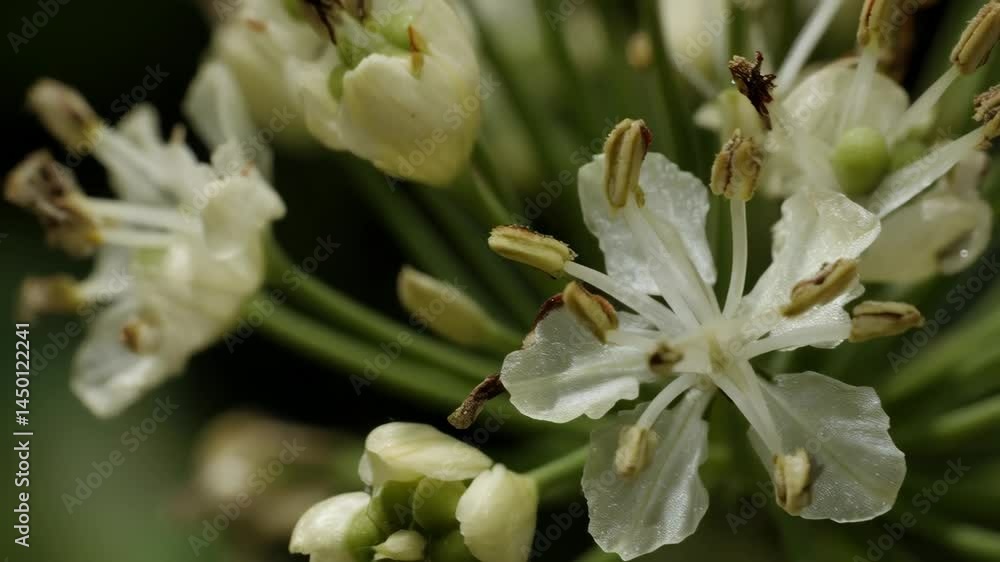 Delicate white wildflower blooming in spring, showcasing intricate details of petals, buds, and stamens in a natural outdoor environment Delicate white wildflower blooming in spring, showcasing intricate details of petals, buds, and stamens in a natural outdoor environment