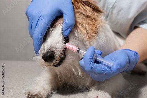 Closeup of vet medicating dog with syringe