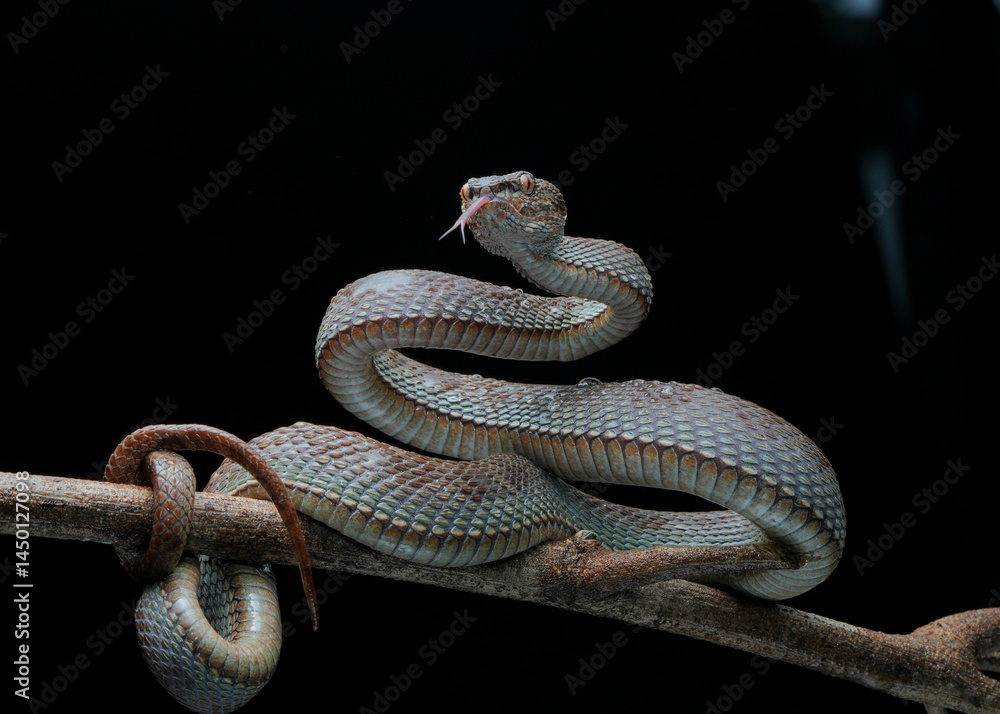 Obraz premium snake on a tree