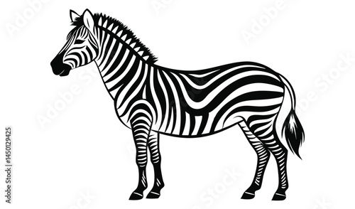 zebra isolated on white background