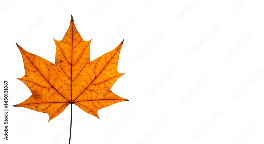 Fototapeta premium Isolated Yellow Maple Leaf with Transparent Background for Autumnal Designs and Seasonal Decoration