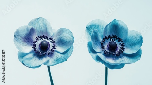 Delicate, light-blue anemones against a bright background