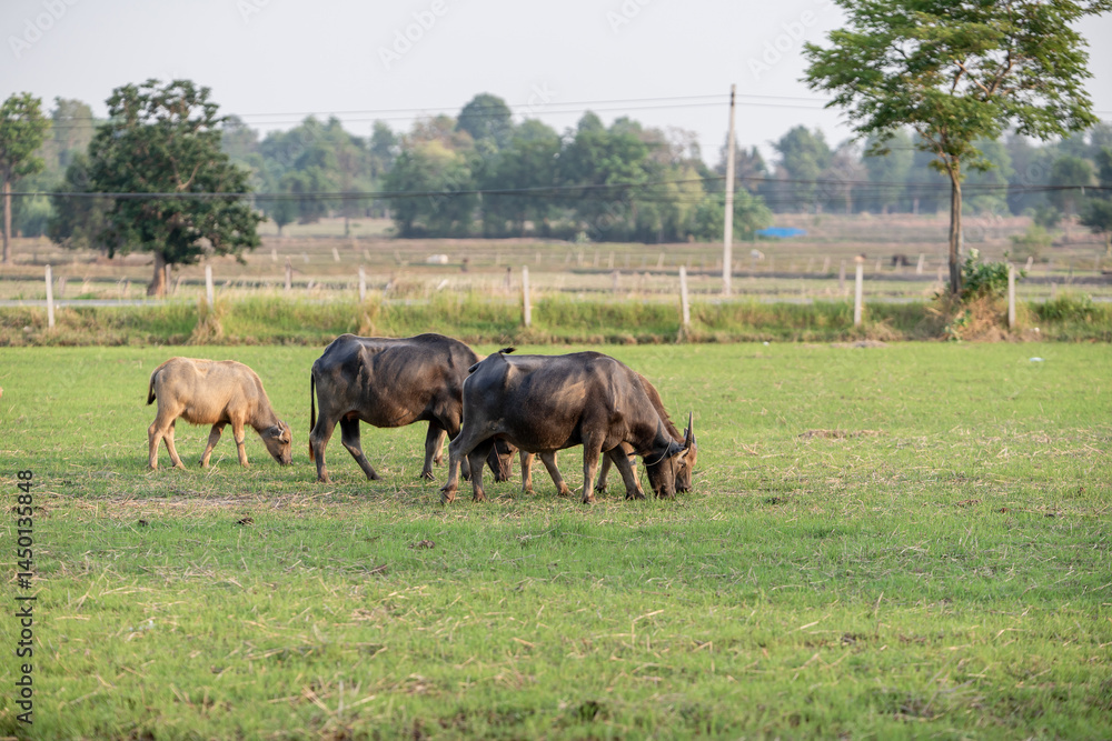 Thai buffalo eating grass is raised and released in the meadow. Water buffalo in the countryside Thailand Thai buffalo eating grass is raised and released in the meadow. Water buffalo in the countryside Thailand