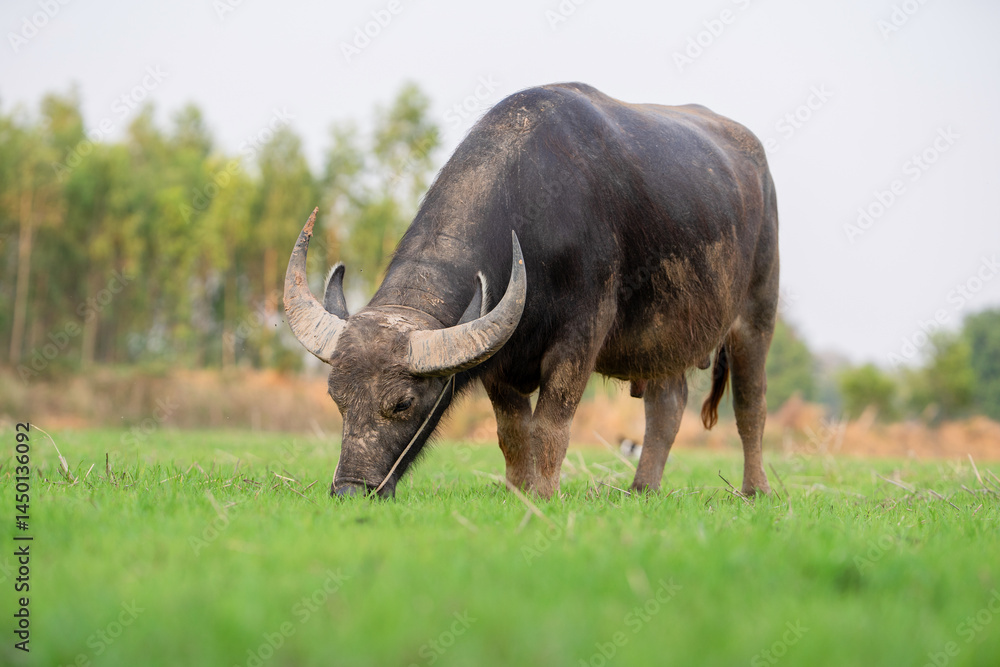 Thai buffalo eating grass is raised and released in the meadow. Water buffalo in the countryside Thailand Thai buffalo eating grass is raised and released in the meadow. Water buffalo in the countryside Thailand