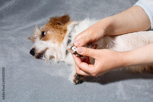 Pet grooming and paw moisturizing