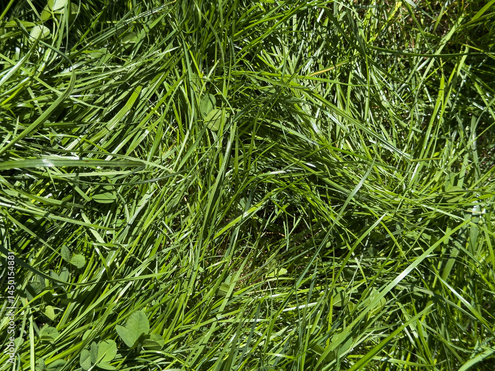 High-resolution image of lush, freshly cut green grass. Perfect for backgrounds, textures, and nature-themed designs. High-resolution image of lush, freshly cut green grass. Perfect for backgrounds, textures, and nature-themed designs.