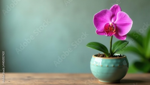 Wallpaper Mural Tiny pink orchid in a charming ceramic planter , flower, elegant, indoor Torontodigital.ca