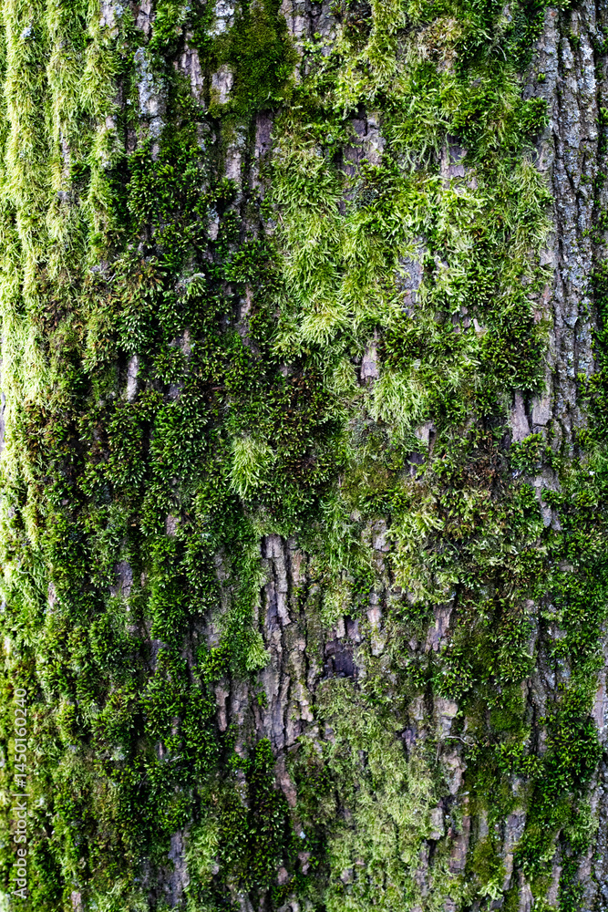 Obraz premium Green Moss on Tree Bark in Forest Close Up Nature Texture