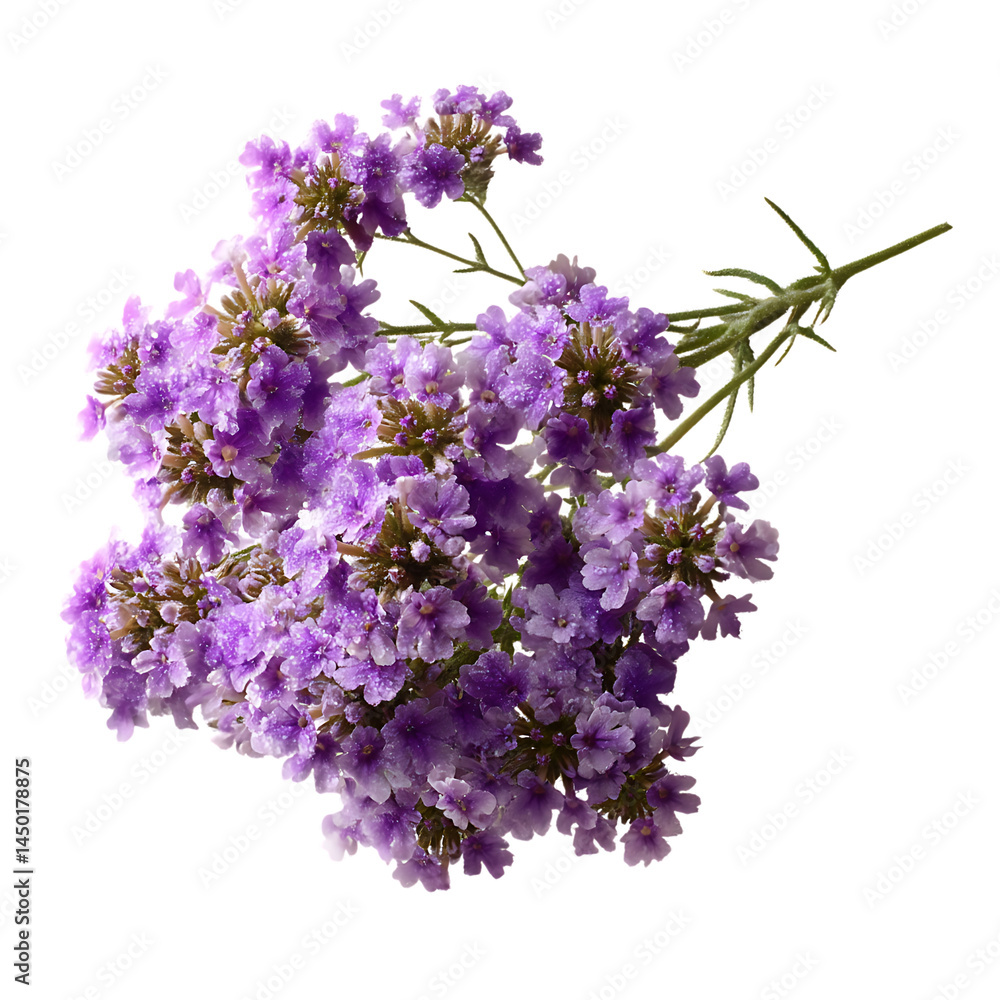 Obraz premium Gorgeous Sand Verbena Flowers in a Natural Bouquet Display