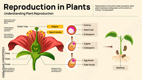 Reproduction in Plants – Illustrated Guide to Flower Structure, Fertilization, and Seed Development