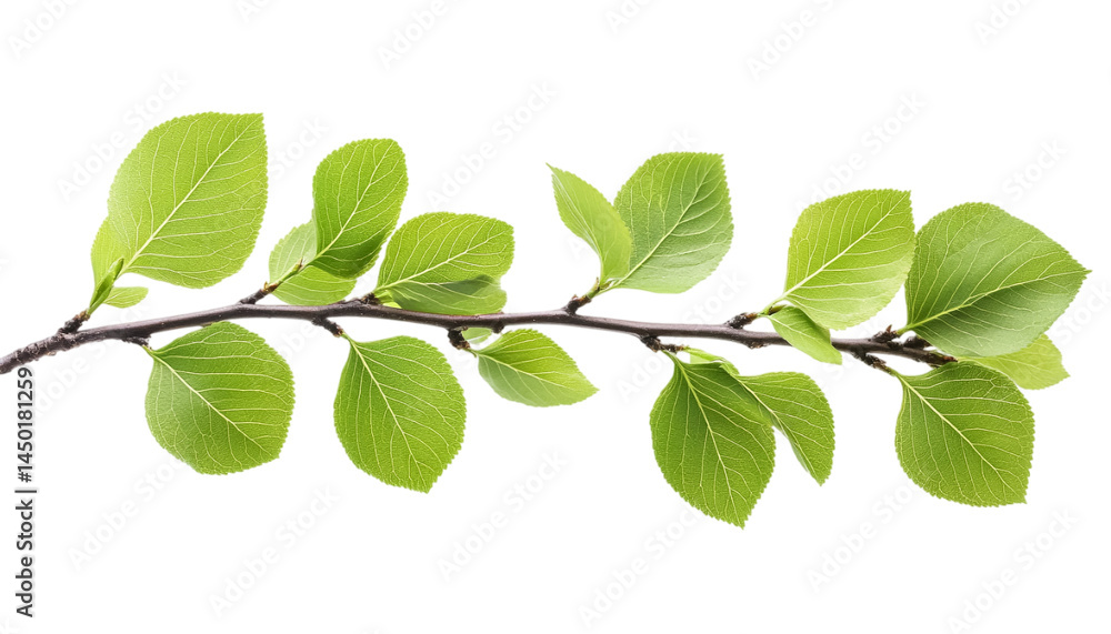 Fototapeta premium fresh green leaves isolated on transparent background