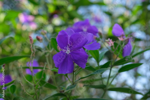 Pleroma urvilleanum, synonym Tibouchina urvilleana, is a species of flowering plant in the family Melastomataceae, native to Brazil. purple flowers.