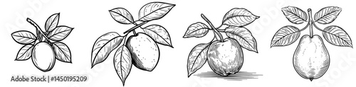 Modern illustration of a ripe pear from the garden, a healthy and edible fruit, depicted in a thin line icon, alongside other juicy summer fruits like tropical lemon and guava, which are also sweet