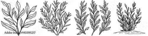 The image depicts cartoonish underwater algae and aquarium seaweed, along with ocean seaweed and tropical sea marine flora, including coral reef undersea water algae in an isolated modern setting