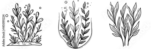 The cartoon illustration showcases Delesseria seaweed plant underwater, including various types of aquarium and sea algae, ocean water seaweed, and aquarium marine plants, as well as tropical sea