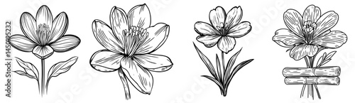 The modern saffron flower plant is represented by a purple isolated outline icon, symbolizing a floral botanical wildflower used as a seasoning condiment