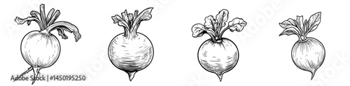 The modern garden features table-beet, a vegetable with an edible rhizome, and beetroot, a taproot vegetable, often used in dieting and vegetarian food, symbolized by a thin line icon