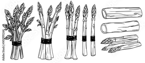 Fresh organic asparagus, available as whole and cut sticks and spears, is a farm crop of agricultural food, illustrated in a modern isolated set as a cartoon eco stick crop stalk