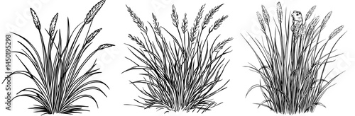 Modern aquatic laminaria algae, including cartoon underwater Gutweed seaweed plant, can be found in aquariums and tropical sea underwater environments with coral reef water flora