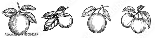 A modern and exotic citrus fruit, the clementine mandarin, is often used as a colorful icon and a key ingredient in lemonade, as well as in various vegetarian desserts and tropical foods
