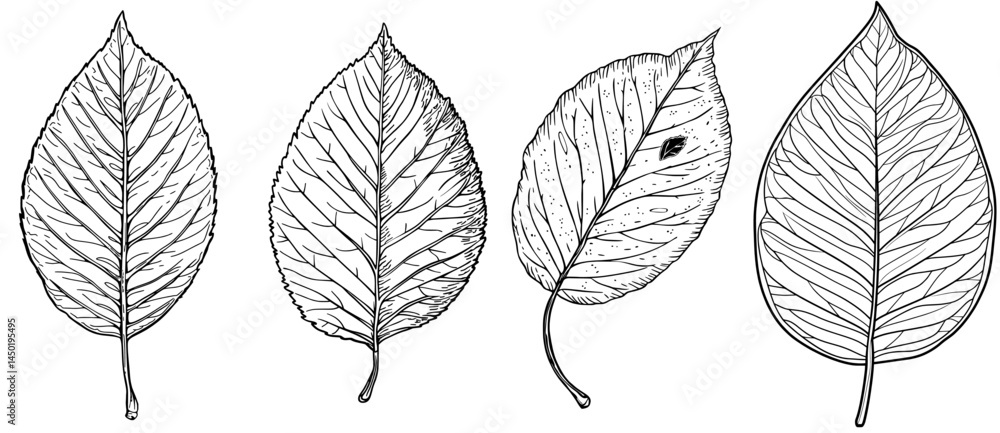 The cartoon representation of a yellow birch leaf embodies the quintessence of autumn, boasting an ovate shape, prominent veins, and intricately serrated edges