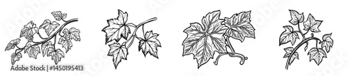 Isolated grape leaf on stem decor ornament icon features modern isabella grape leaf with swirls and line art grapevine branch, ideal for winery sign
