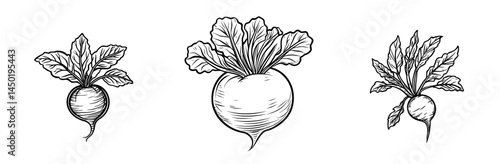 A raw radish with its stem is depicted as an isolated veggie line icon, symbolizing a modern raw salad ingredient, specifically the european radish, and a vegetable harvest icon, along with fresh