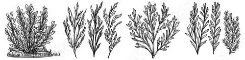 The Nitella seaweed plant is depicted as a cartoon underwater, alongside aquarium and sea algae, showcasing tropical sea undersea algae, ocean marine flora, or aquarium water plant, coral reef