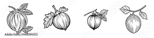 Modern outline of a ripe organic malacca fruit, specifically an Indian gooseberry branch with an isolated amla berry, represented as a thin line icon, used in cosmetics and as an ayurvedic medicinal