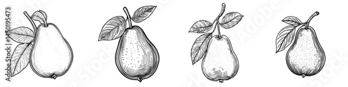 Modern isolated fruit, pear sketch, represents a natural and healthy farm product, specifically a pear fruit icon