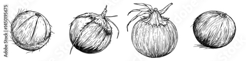 Whole coconut fruit enclosed in a hard shell is an isolated exotic food item depicted in a sketch, representing a modern tropical palm tree nut and a source of oil and milk ingredients