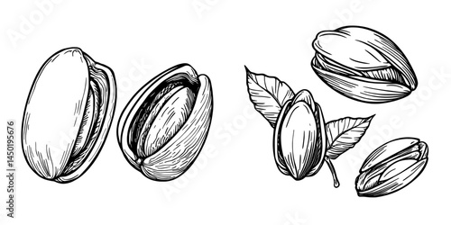Isolated black sunflower seeds in a sketch form represent a key ingredient in modern sunflower oil and a popular food snack