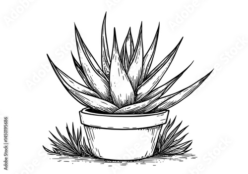 In a modern representation, a cartoon blue agave plant, essential for tequila production, displays a desert cactus flower with sharp, spiky leaves in a rosette shape, and is highly significant in