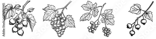 Black currant fruit consists of isolated berries and leaves, used in modern desserts with green leaves