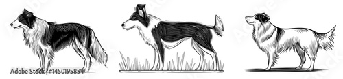 The distinctive features of a Border Collie dog are showcased in a monochrome silhouette presented in profile
