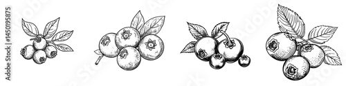 The isolated sketch features huckleberry, bilberry, blueberry, and whortleberry, while modern blue berris are depicted with a leaf and as a food dessert