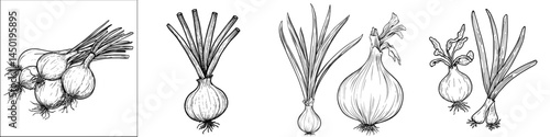 Isolated young spring onion food sketch, featuring modern scallion greens as a vegetarian condiment
