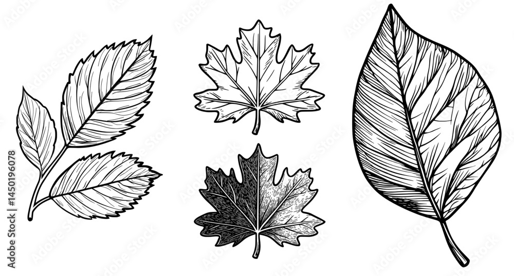 Obraz premium The image features a basic black leaf outline with complex veins, all on a clean white background