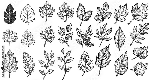 A leafy branch is depicted in a simple yet elegant black and white botanical silhouette