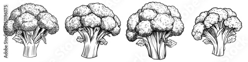 The illustration depicts broccoli as a solitary green vegetarian food, accompanied by modern green cabbage and organic raw vegetables