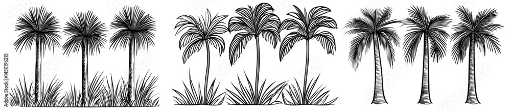 Obraz premium Three tropical palm trees are outlined against a white backdrop, evoking the feeling of a beach atmosphere