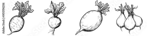 Daikon radish is a solitary white vegetable root, characterized by its modern freshness and accompanied by a green stem, embodying organic food