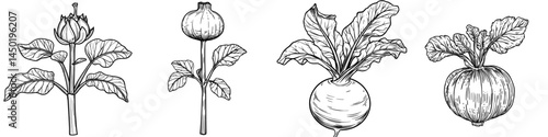 Modern raw root, vegetable food, turnip-shaped green cabbage kohlrabi with green leaves isolated sketch