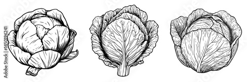 A modern headed cabbage, which is a raw vegetarian food, is represented by an isolated green leafy cabbage head as a vegetable