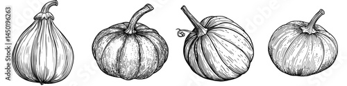 A modern vegetarian food, the green zucchini vegetable is depicted in an isolated sketch, showcasing its striped squash or marrow along with its stem