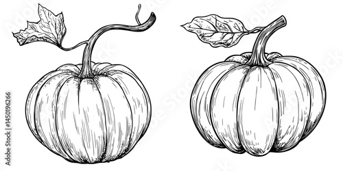 The isolated pattypan squash and patty pan vegetable sketch symbolize modern vegetarian food, specifically the white pattypan