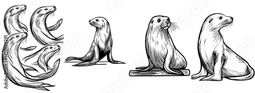 Illustration of a seal in black and white silhouette, complete with whiskers and flippers